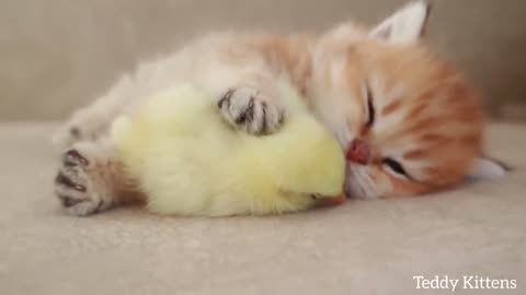 Kitten sleeps sweetly with the Chicken - 2024
