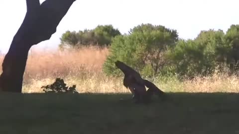 Eagle vs Snake in teal fight