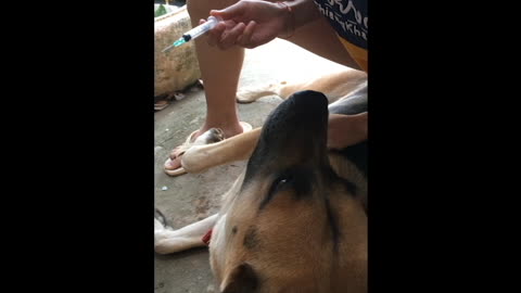 A girl vaccinating a dog during COVID-19 quarantine time by herself.