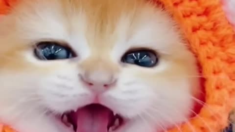 Littel mao cat video