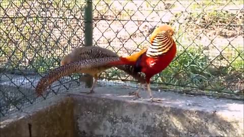 Amazing Golden Pheasants and Wading Birds