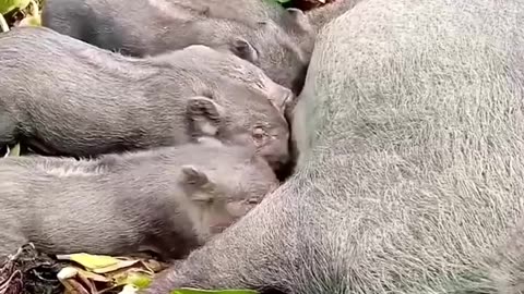 Rescue baby wild boar #fyp #animals