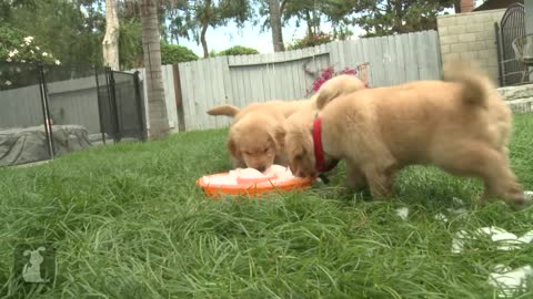 Golden Retriever Puppies Play With Ice Cubes And Get Ice Stuck All Over Themselves