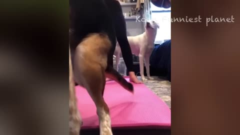 Funny _Dogs_and_ Cats_ Videos