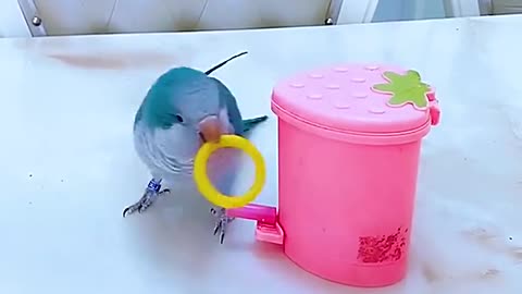 intelligent baby bird