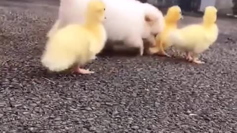 Dog with ducklings