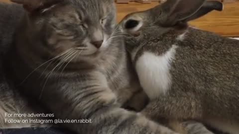 Matching Cat And Rabbit Share Close Relationship