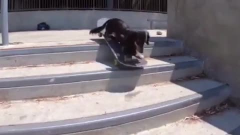 Dogs on Skateboards - dogs skateboarding 🐶🛹 awesome dogs on skateboards 2021 (must watch)