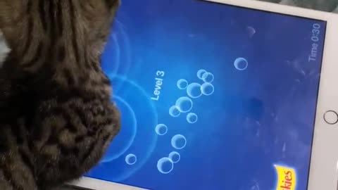 Cute Cat playing video game on the iPad - funny cat