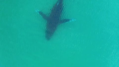 Giant Whale Swimming Underwater