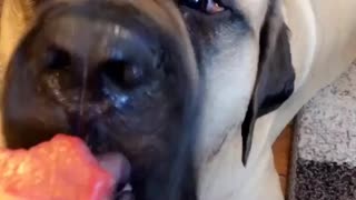 Mastiff loves popsicles