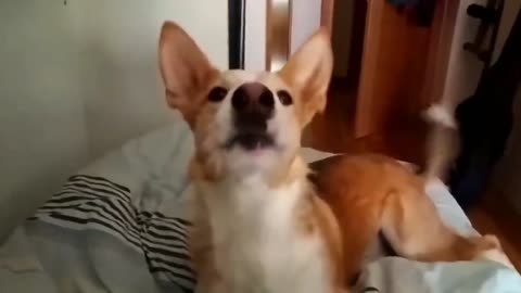 Smart dog singing despacito song