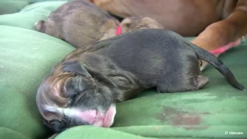Amazing give birth of dog puppy and love it