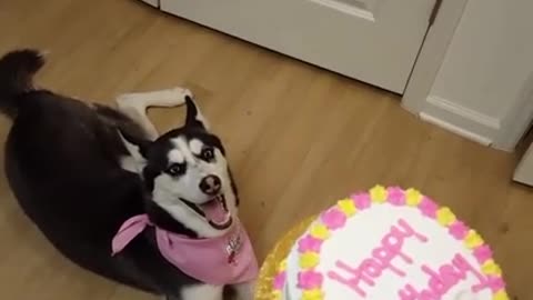 Husky Celebrating Birthday!