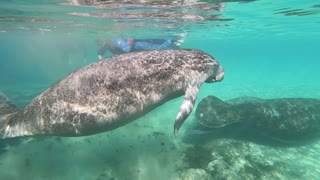 Momma Manatee Pushing Away Male Manatee