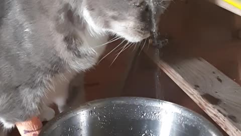 Loopy Kitty Forgets How to Drink Water