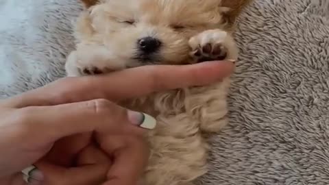 Cute Puppy Sleeping 😃😃😃😃 Puppy Fall Asleep Everywhere 🤣🤣🤣🤣