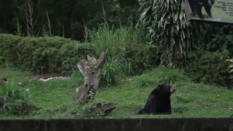 North American black bear