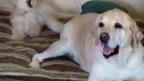 Little Dog Loses In One-Sided Fight With Labrador's Tail
