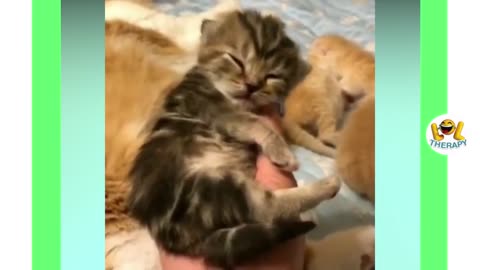 Cute kitten miaow therapy