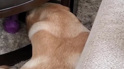 Dog Hates it When Disturbed During Sleeping #Shorts | Funny Dog Video