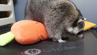 Raccoon tries to catch the foot playing under the trampoline.