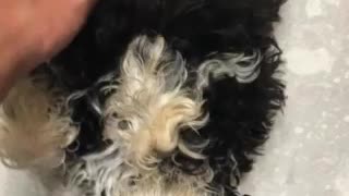 Itching a puppy(Schnauzer)