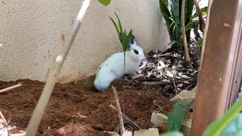 Daddy rabbit helping Mommy and rabbit to make the nest