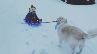 Perro tira entusiasmado a un niño sobre un trineo