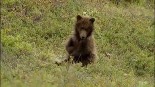 National Parks: Bear Conservation