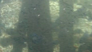 Otter underwater vid