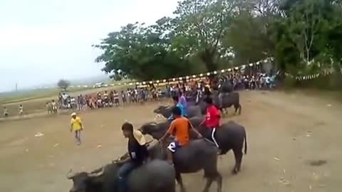 Carabao Race in Philippines