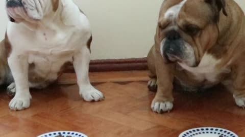 Naughty English Bulldog cheats during 'leave it' challenge