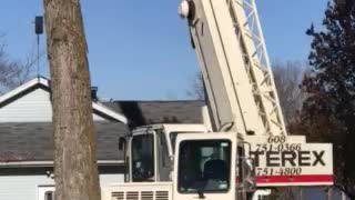 Tree removal by crane