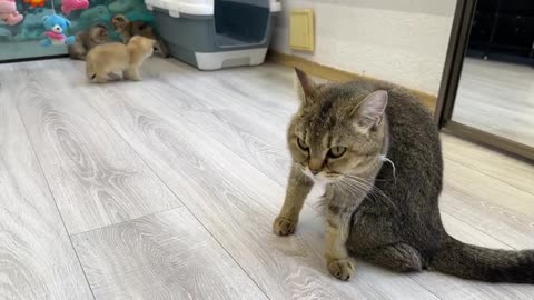 Mama cat calls kitten to wash it, but unexpectedly hugs baby tightly and squeezes it by throat