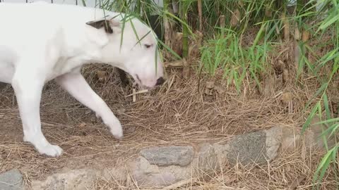 Mexican Bamboo Bully Trance, Chief the Bull Terrier