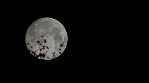 Moonset time-lapse