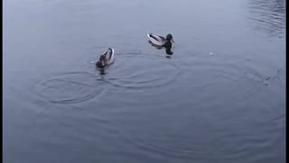 Fish stealing food from ducks