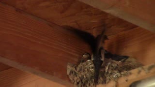 Barn swallows