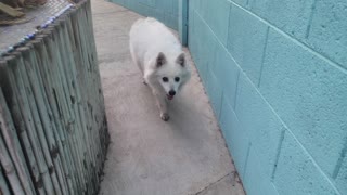 An American Eskimo dog enjoys a casual stroll