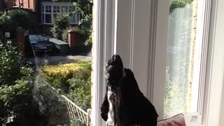 Owner howls dog howls after