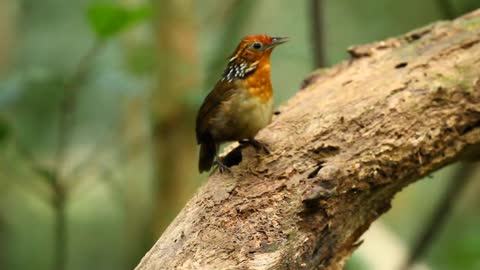 The magical legend of the irapuru bird born in the amazon rainforest