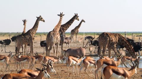 Huge Diversity of Wildlife Gather Around a Waterhole in Etosha National Park, Namibia, Africa