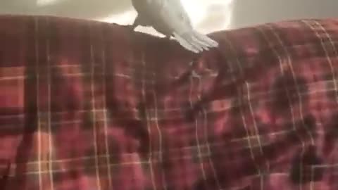 Funny, little bird is trolled by the human 😅😅😅