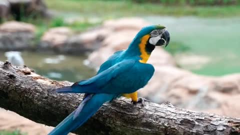 Parrot beautiful colore