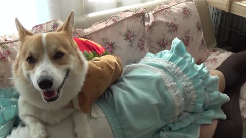 Happy hot dog corgi will make you smile