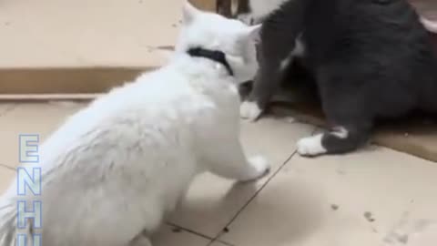 Cat fighting funny video. Funny video 2023 . Black vs White Cat 😺 Fighting viral video