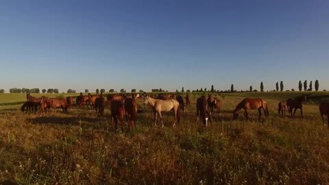 Horse herd on the meadow. Horses eating grass