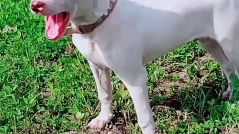 Beautiful white puppy playing with my uncle