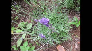 Very Good Friends Bees and Lavender Lavender July 2021